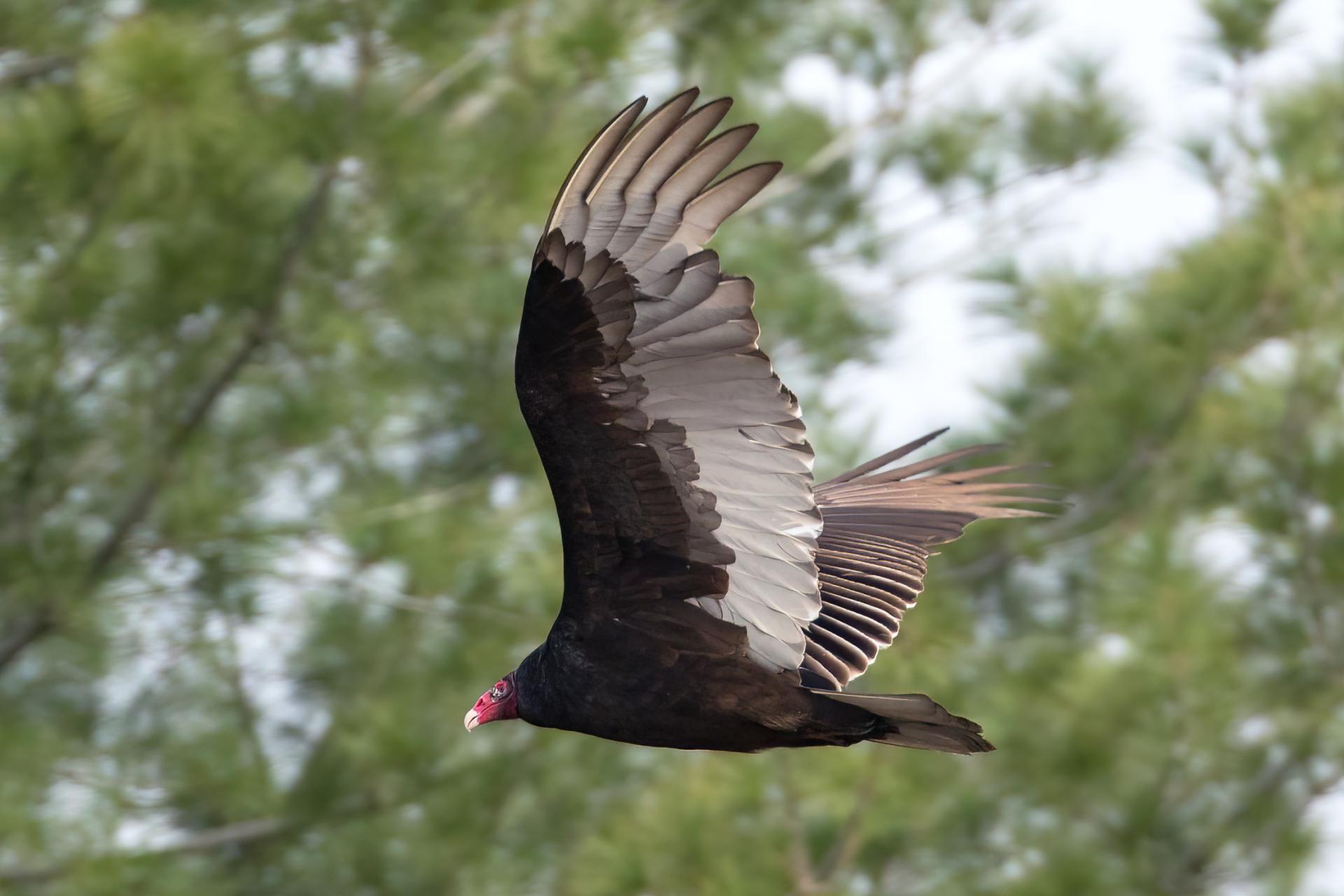 urubu-a-tete-rouge-turkey vulture